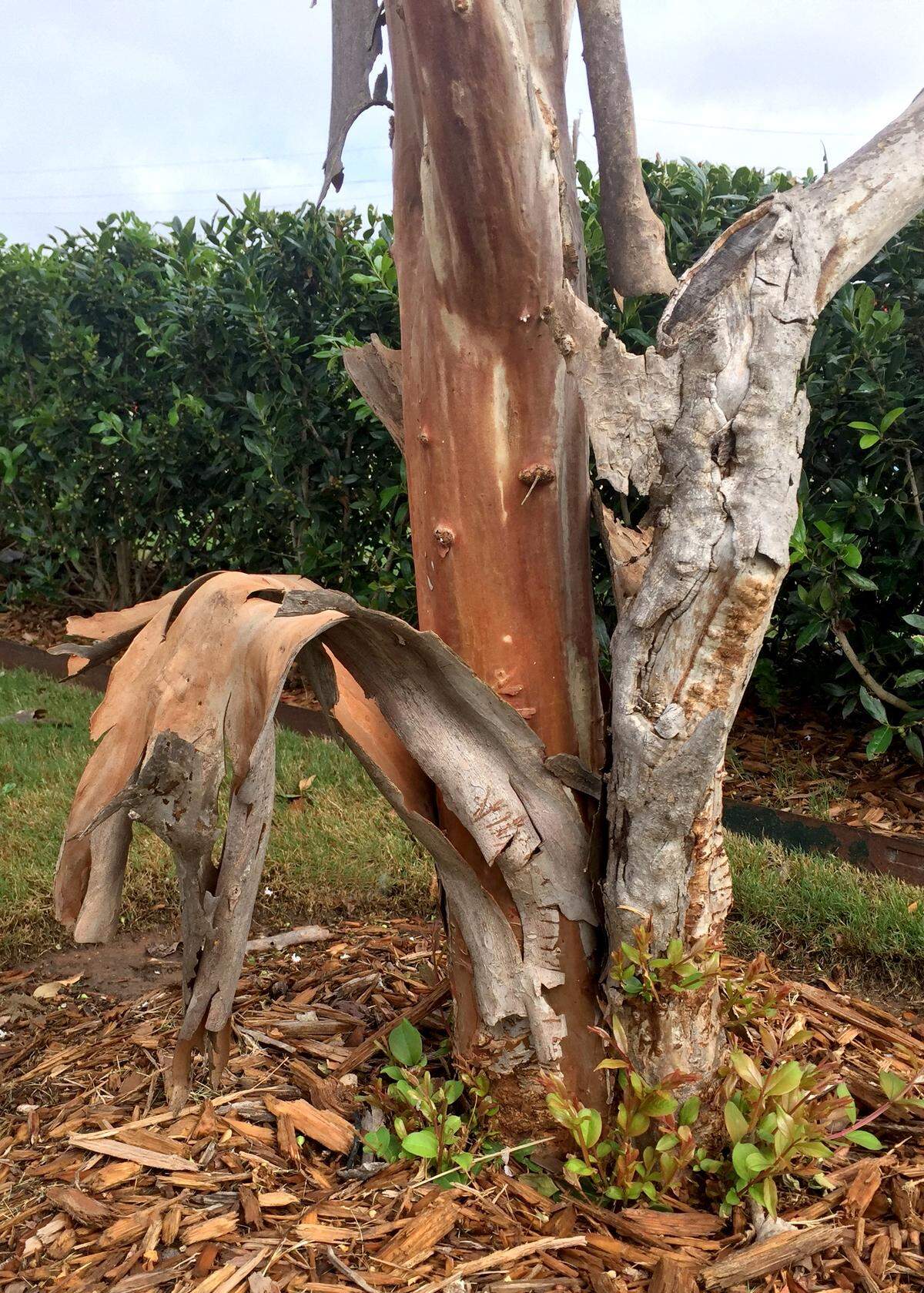 Exfoliating bark of crape myrtle.