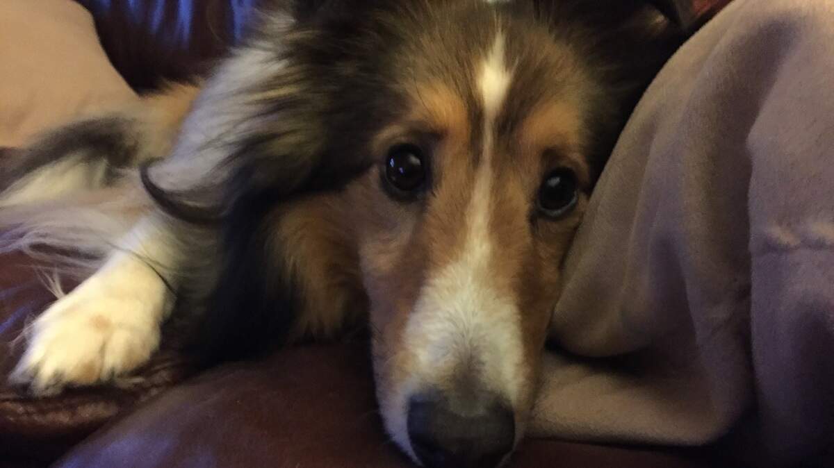Tucker, a 12-year-old Sheltie, relaxes at his home in Colleyville. He was voted the winner of the Fort Worth Star-Telegram’s Cutest Dog contest.