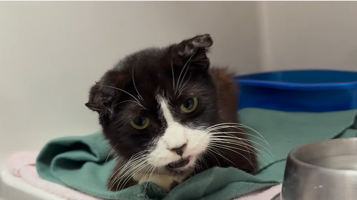 One of the nine cats rescued from a hot, and locked, car.
