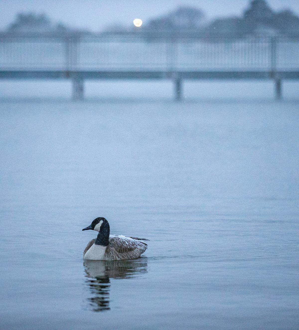 A goose on Lake Granbury accumulates a thin layer of snow as frigid Arctic air blasted through Central and North Texas early Monday morning, Jan. 15, 2024.