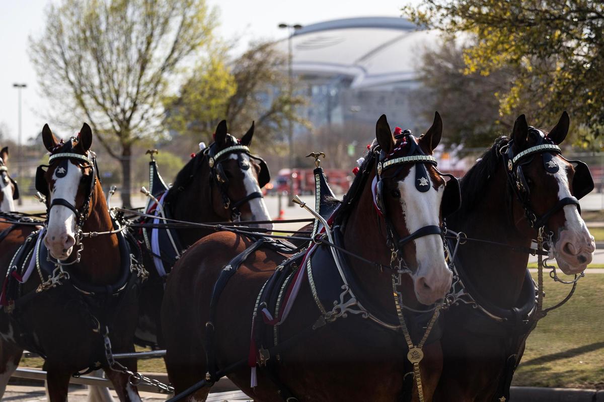 The Budweiser Clydesdales stroll past AT&T Stadium as they arrive for the National Medal of Honor Museum Grand Opening Celebration in the Arlington Entertainment District on Saturday, March 22, 2025.