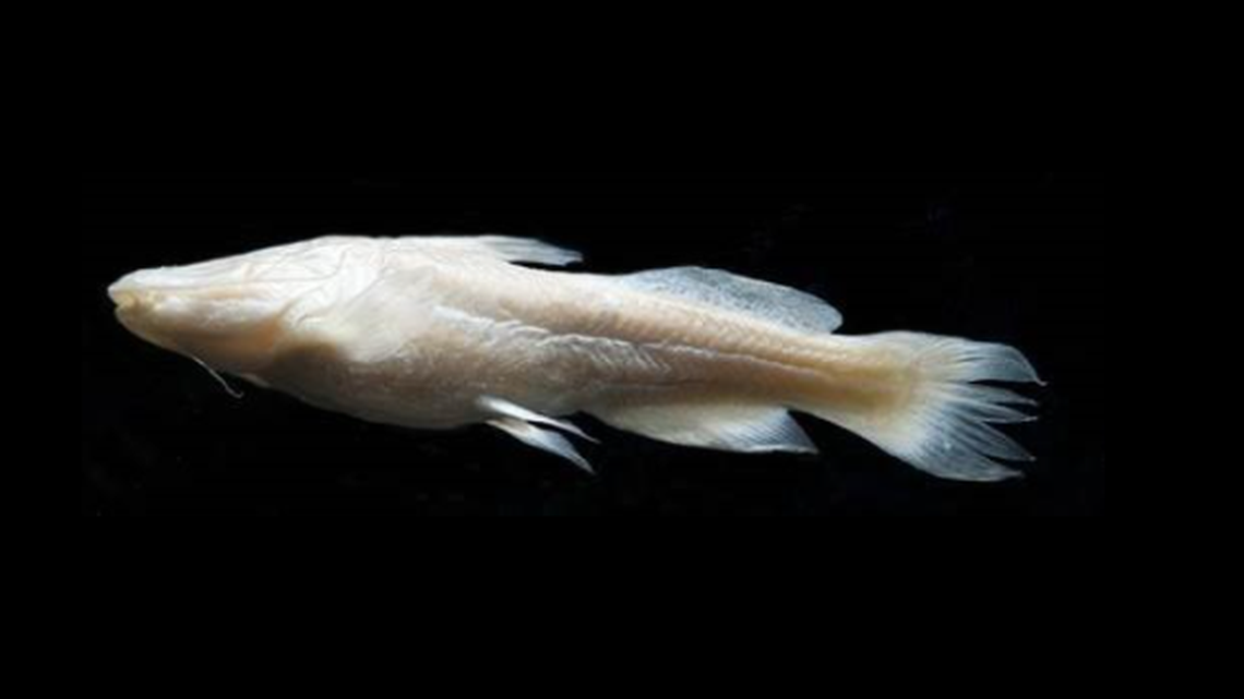This rare catfish hasn’t been seen in 30-plus, but the U.S. Fish and Wildlife Service is hoping to find evidence it still exists in an aquifer below Texas.