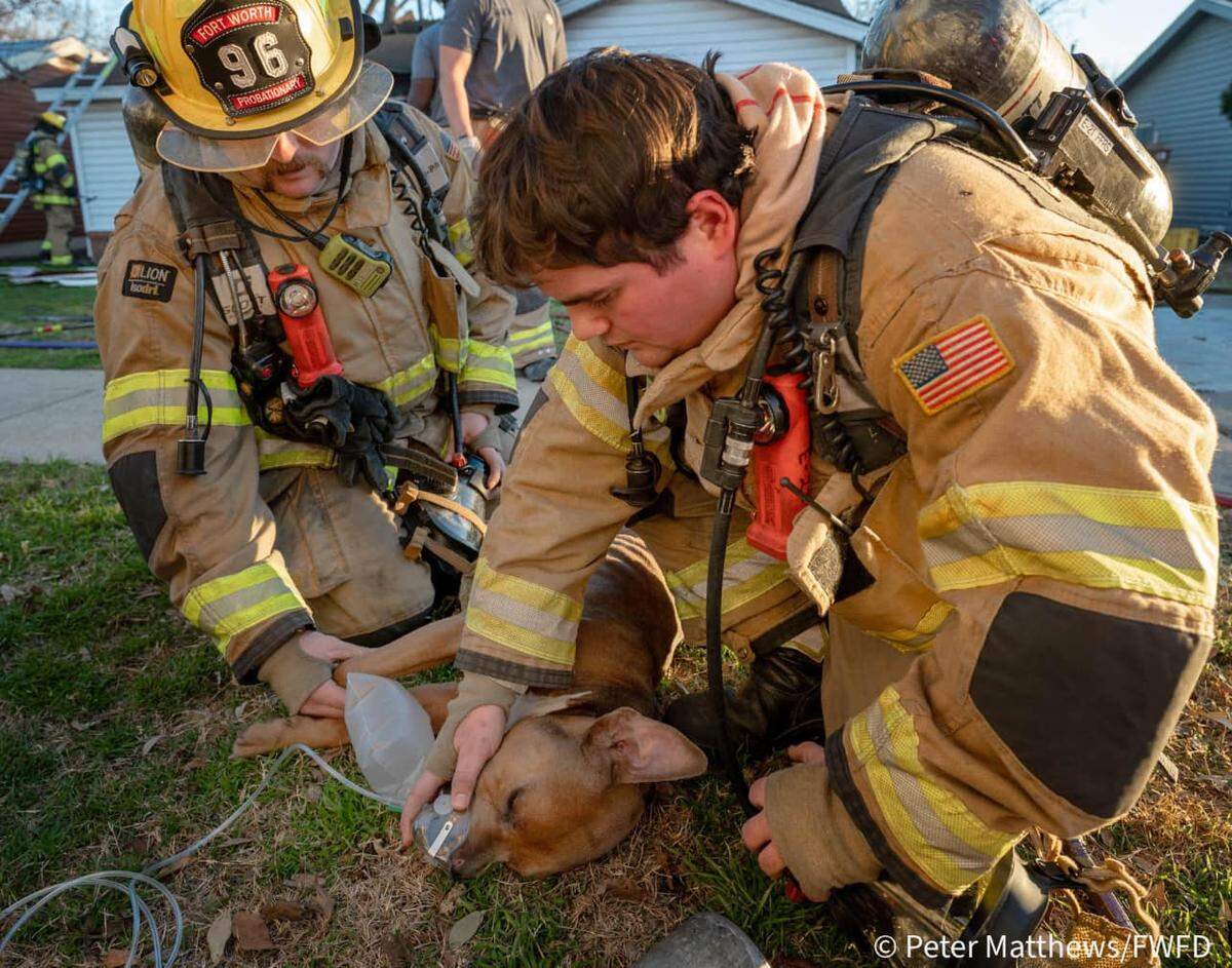 Fort Worth firefighters rescued a dog from a burning home and revived the pet with oxygen while responding to a call on the city’s south side on Friday, Jan. 31, 2025.