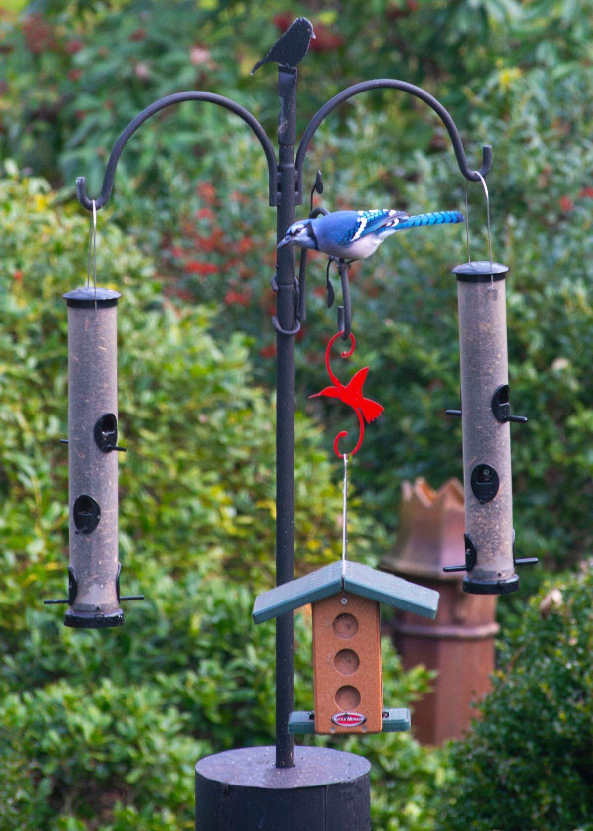 Now is a good time to put feeders out for birds. Texas is in the migratory path of dozens of species, so we see them coming and going.