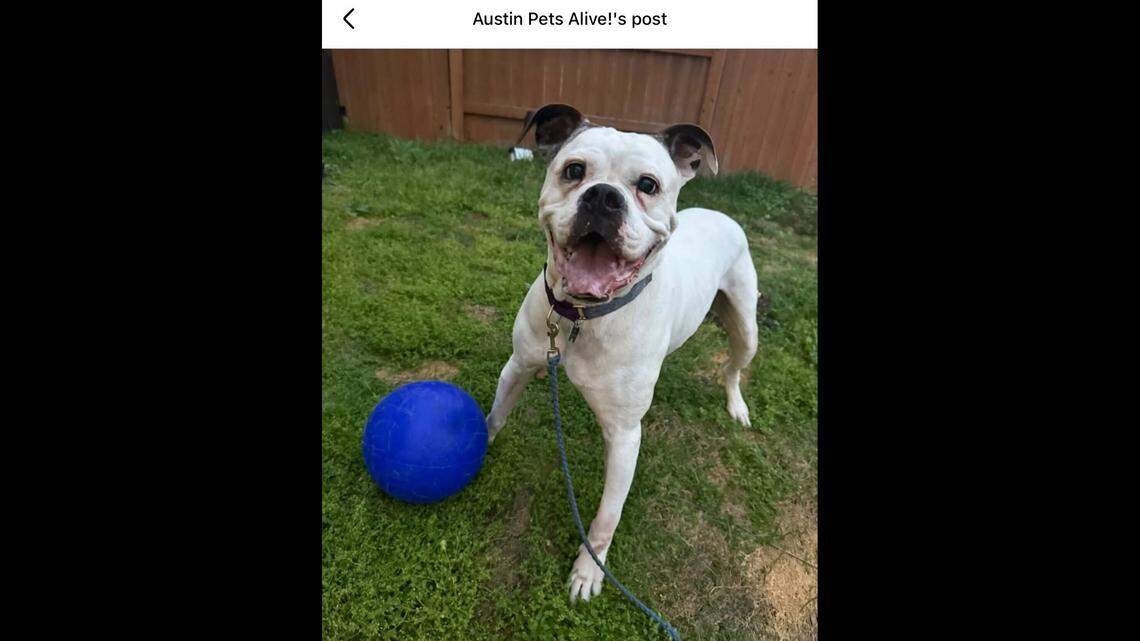 Puffy during playtime