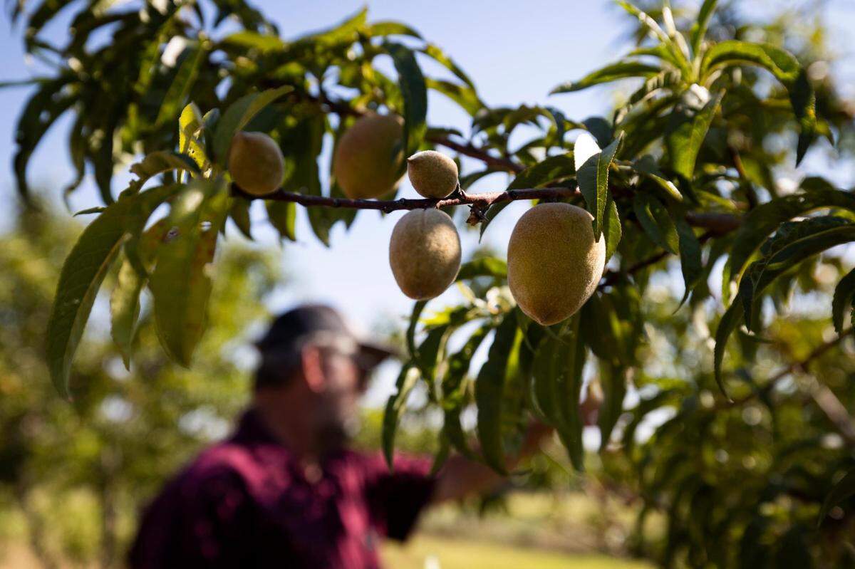 Gary Hutton checks peaches in the orchard at the Hutton Peach Farm Thursday, June 30, 2022, in Weatherford.