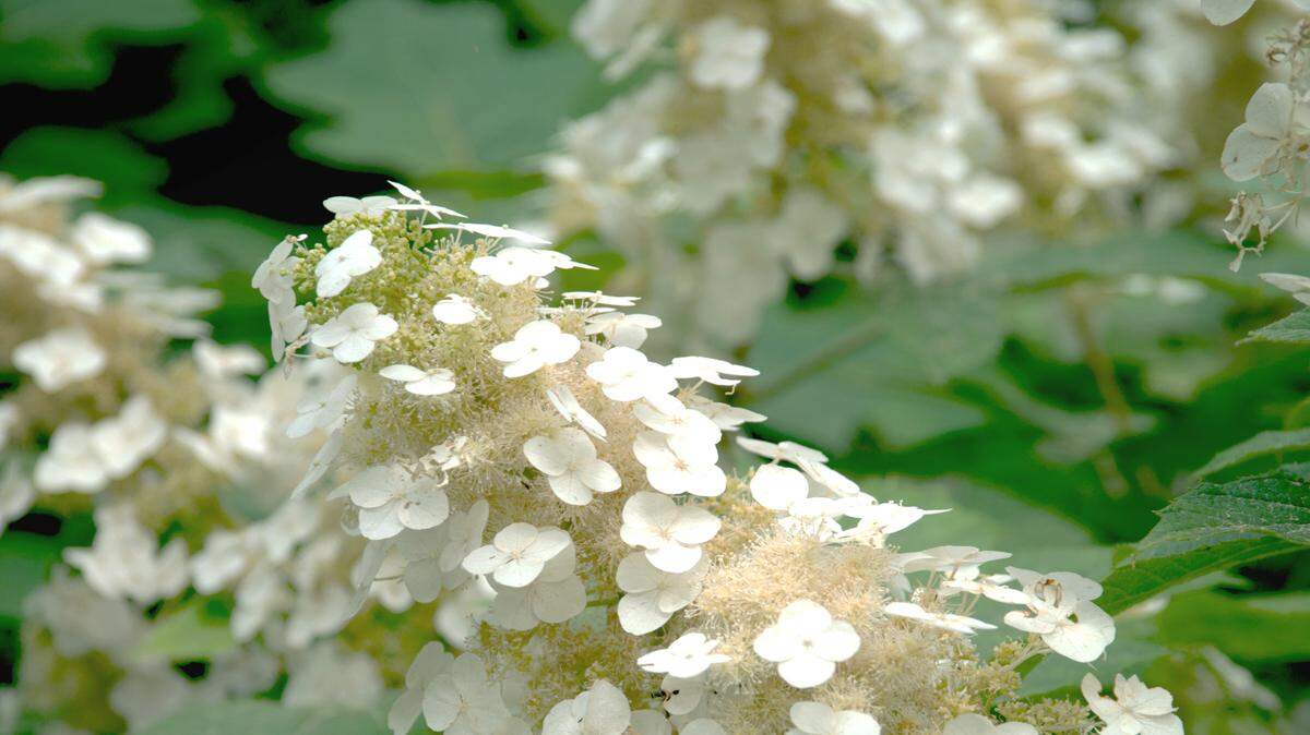 Oakleaf hydrangea can grow to be five or six feet tall and six or eight feet wide.