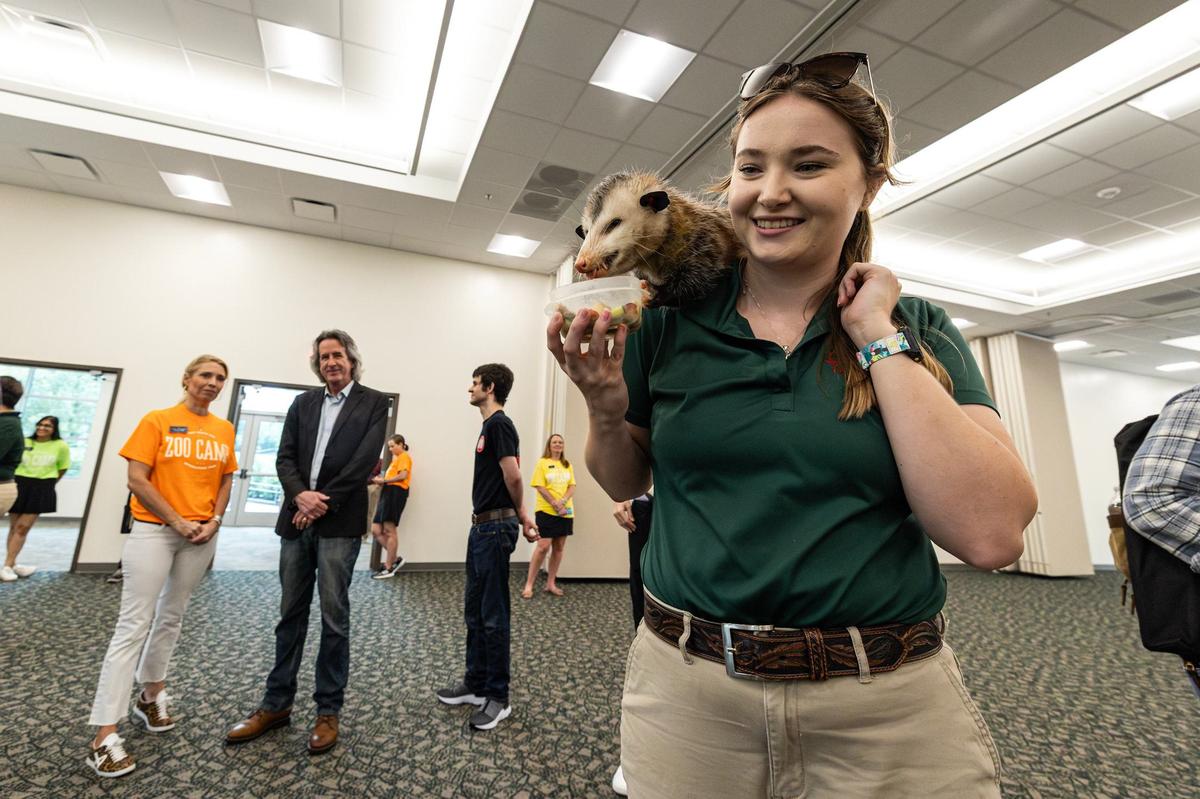 Animal trainer Kailee Strain holds Ken the opossum as he snacks on his mixture of fish, kibble and vegetables during the grand opening of the new Fort Worth Zoo Exploration & Learning Center on Thursday, May 30, 2024. The center is additional education facility that will expand nature-based learning opportunities for the Fort Worth community.