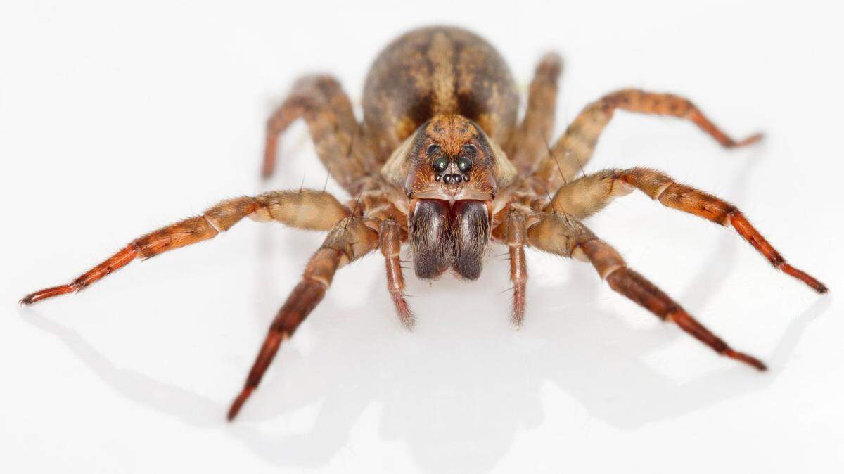 A wolf spider stays low to the ground. The timid venomous creatures are common in Texas.