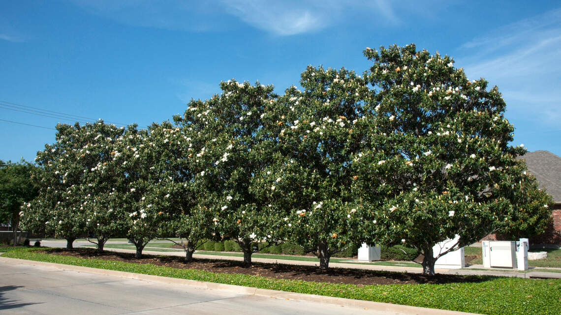Here are the best and worst plants for privacy screens in North Texas landscapes
