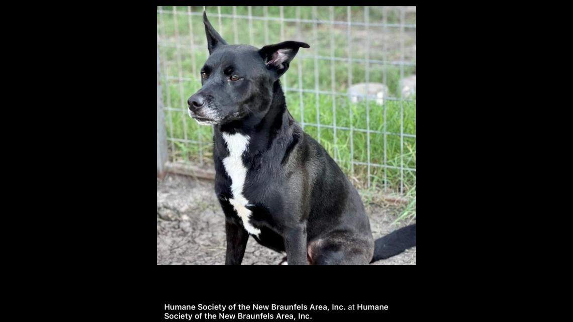 Peepers has been at the shelter for more than six weeks.