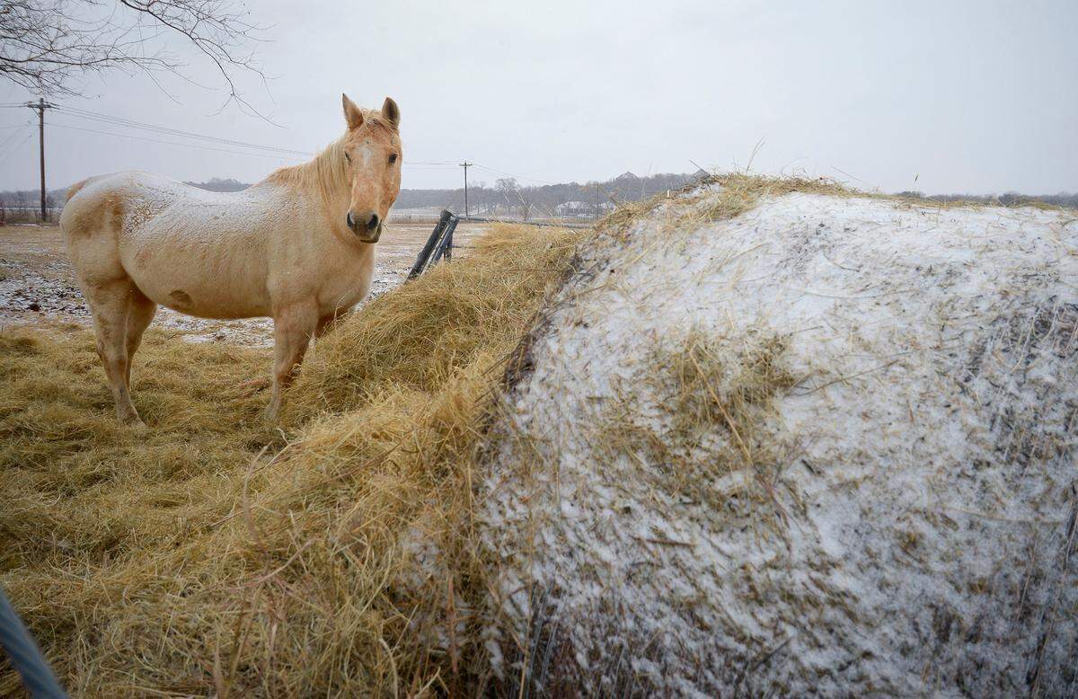 Feb. 6, 2014: A horse eats snow-covered hay along Old Annetta Road in Aledo.