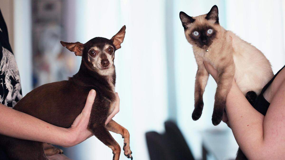 Pets are like family, be sure they are not eating anyting that could be toxic to them.