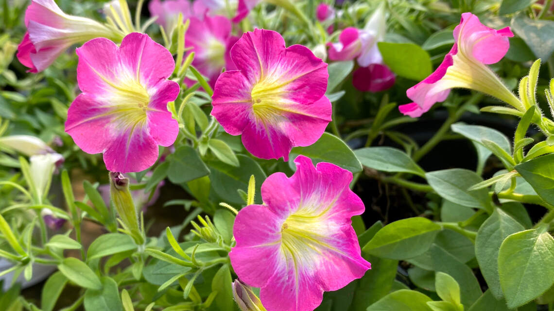 Here are the best pink plants for North Texas that you’ll find at garden centers now