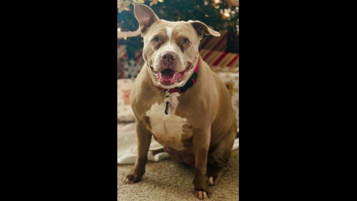 Video surveillance near the 7100 block of South Meadow Drive E. shows the suspect vehicle driving away with the victim’s pet, Ivy Mae, in the passenger seat.