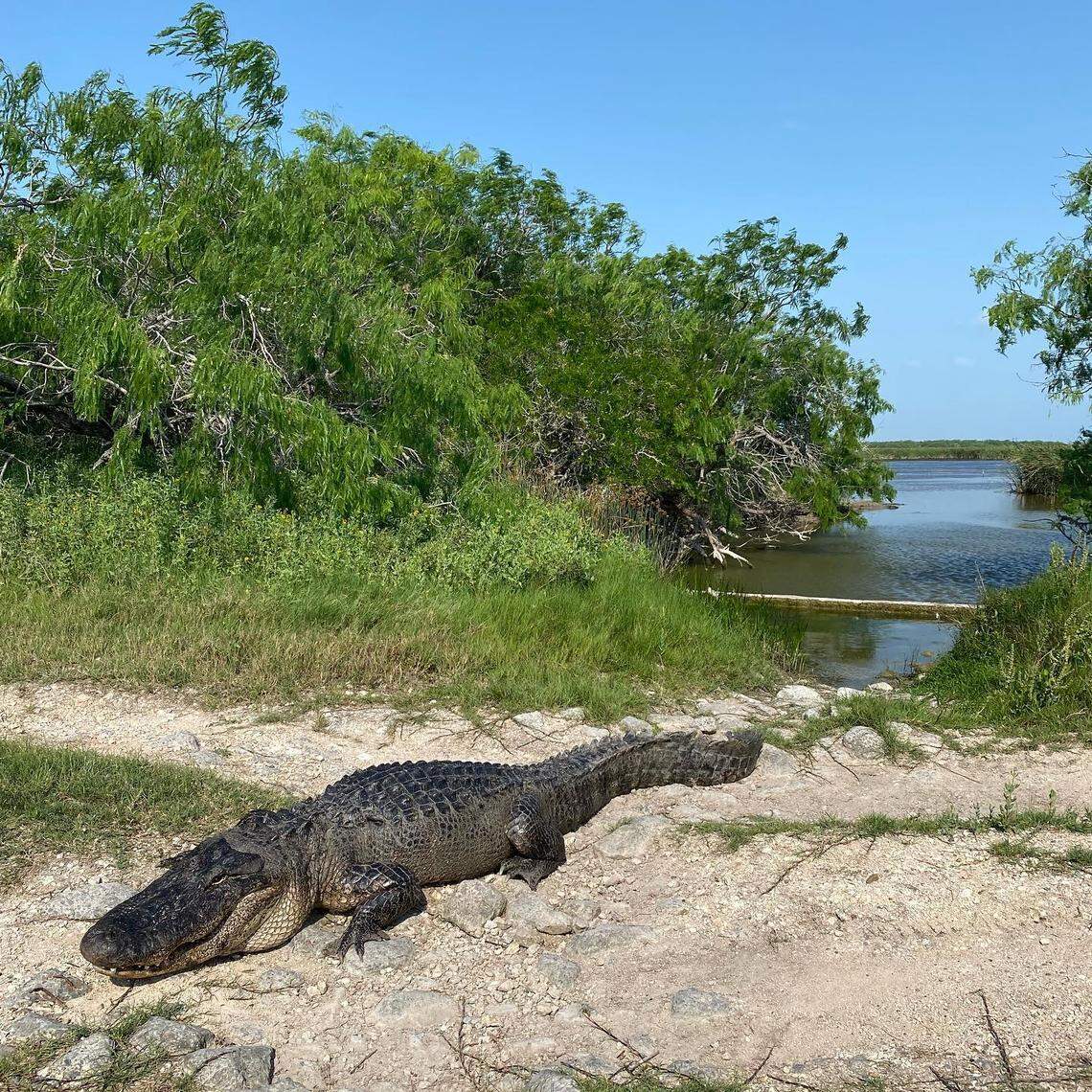 This 10.5-foot alligator was released into the wild after it was rescued from a Texas drainage ditch, rescuers said.