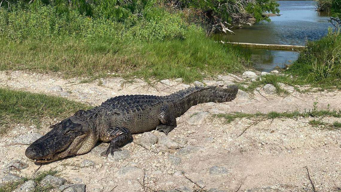This 10.5-foot alligator was released into the wild after it was rescued from a Texas drainage ditch, rescuers said.