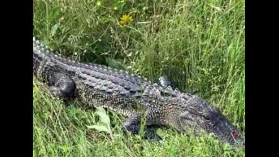 An alligator was spotted in a ditch in La Grange, Texas, cops say.