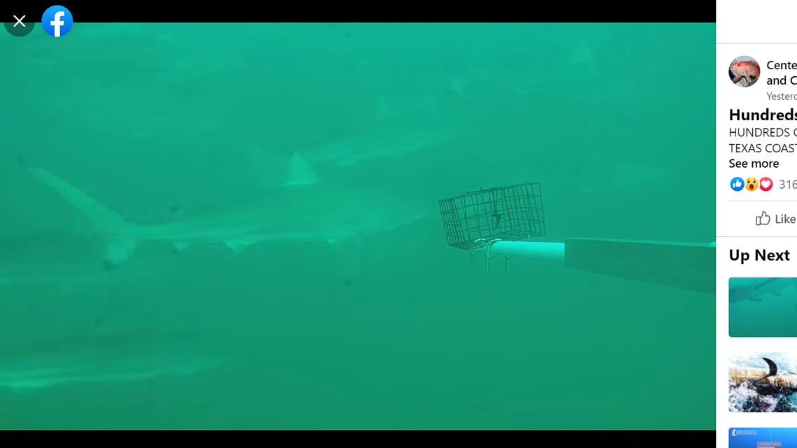 Hundreds of spinner sharks were witnessed congregating off the Texas Gulf coast, video shows.