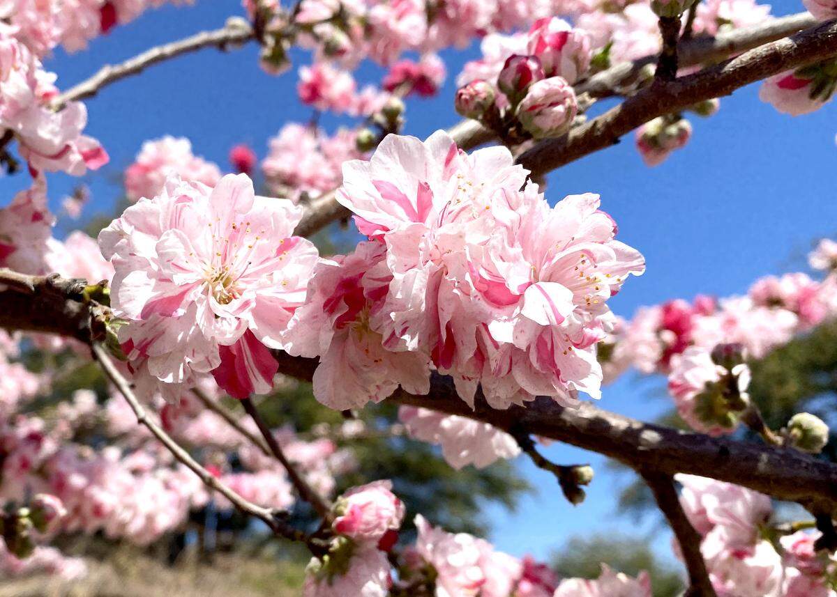 Peppermint ornamental peach blossoms.
