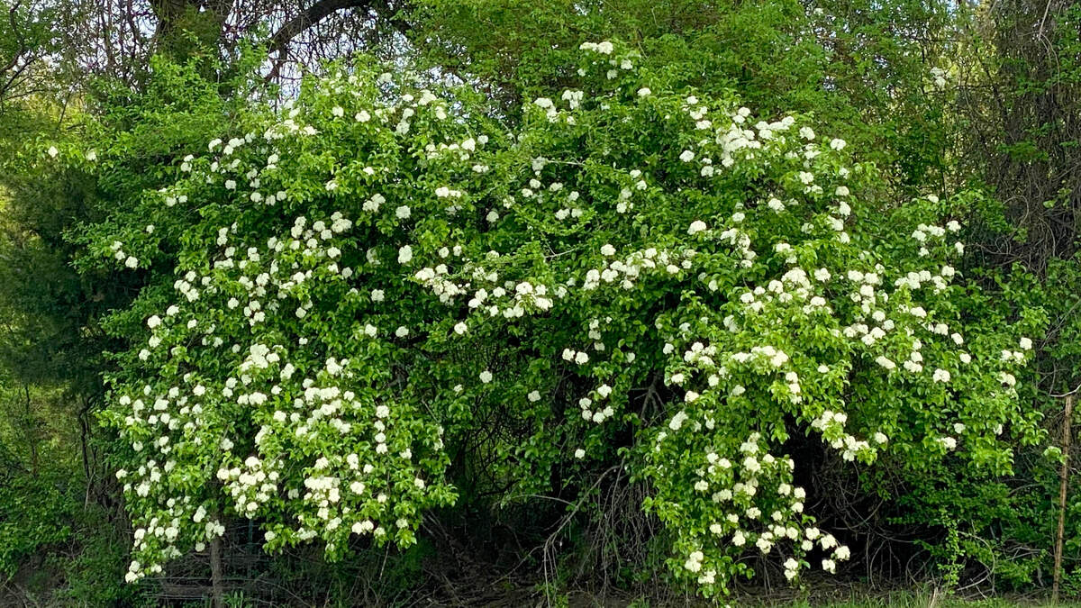 This rusty blackhaw viburnum grows in a fence row in the Dallas-Fort Worth area. It is one of a few good native shrubs for North Texas.