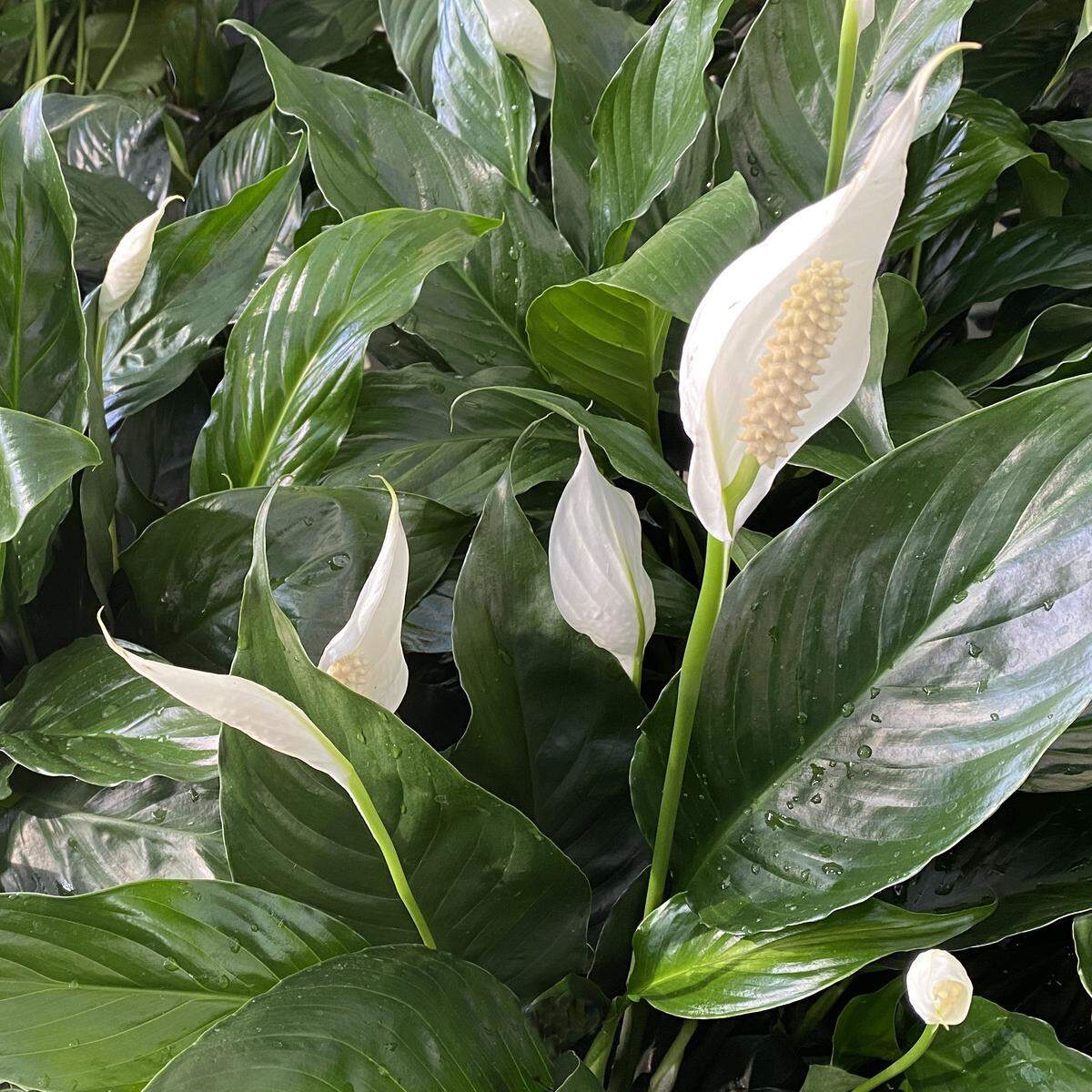 Jack-in-the-pulpit type of flower on peace lily.