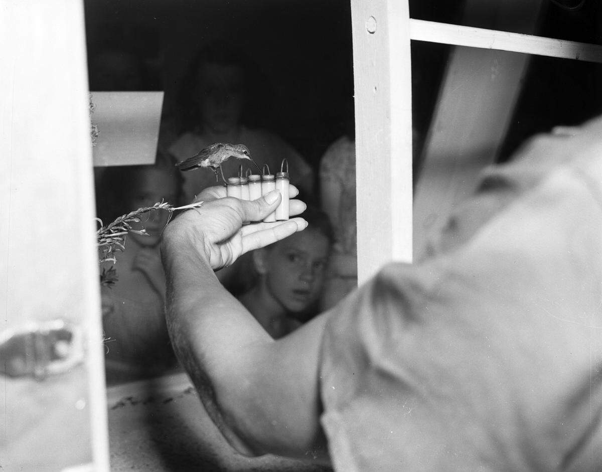 July 14, 1939: “The Fort Worth’s Forest Park Zoo’s bird woman, Mrs. J. Wilard Price, feeds a mixture of beef bouillon, baby food, condensed milk, honey and water to one of the zoo’s hummingbirds.”