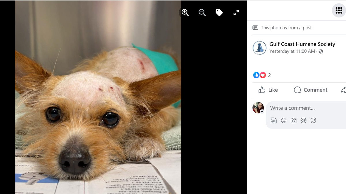 Sadie ended up making a full recovery.