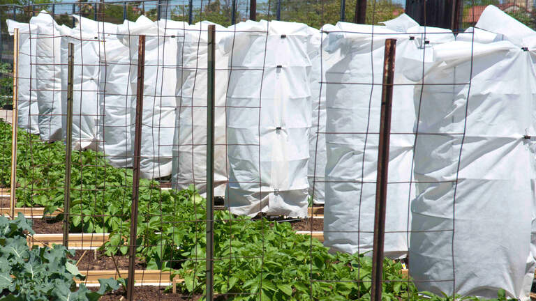 It’s prime time for growing tomatoes in Texas. Follow these 10 rules for a bumper crop.