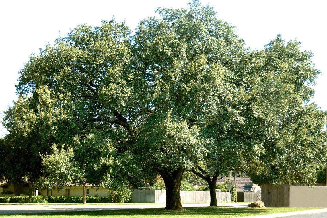 A live oak at 50 years. Their wingspans will cover an entire front yard of most city lots.