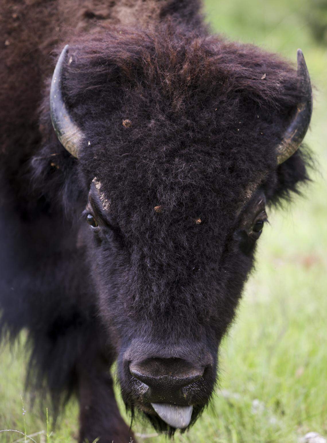 Ofi, which means dog in Choctaw, grazes in the pastures at Fort Worth Nature Center and Refuge on Wednesday, April 15, 2026 in Fort Worth. The Fort Worth Nature Center and Refuge is home to six bison in total, including a calf that was born about a month ago.