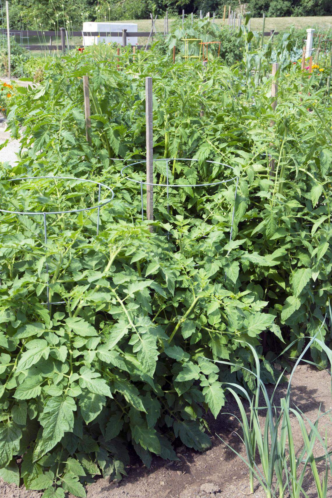 Tomatoes and other vegetables need nitrogen in Texas clay soils.