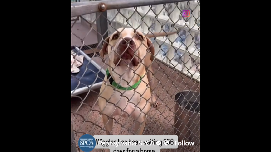 Dog with ‘magical little spins’ has been waiting 860 days for a home at shelter