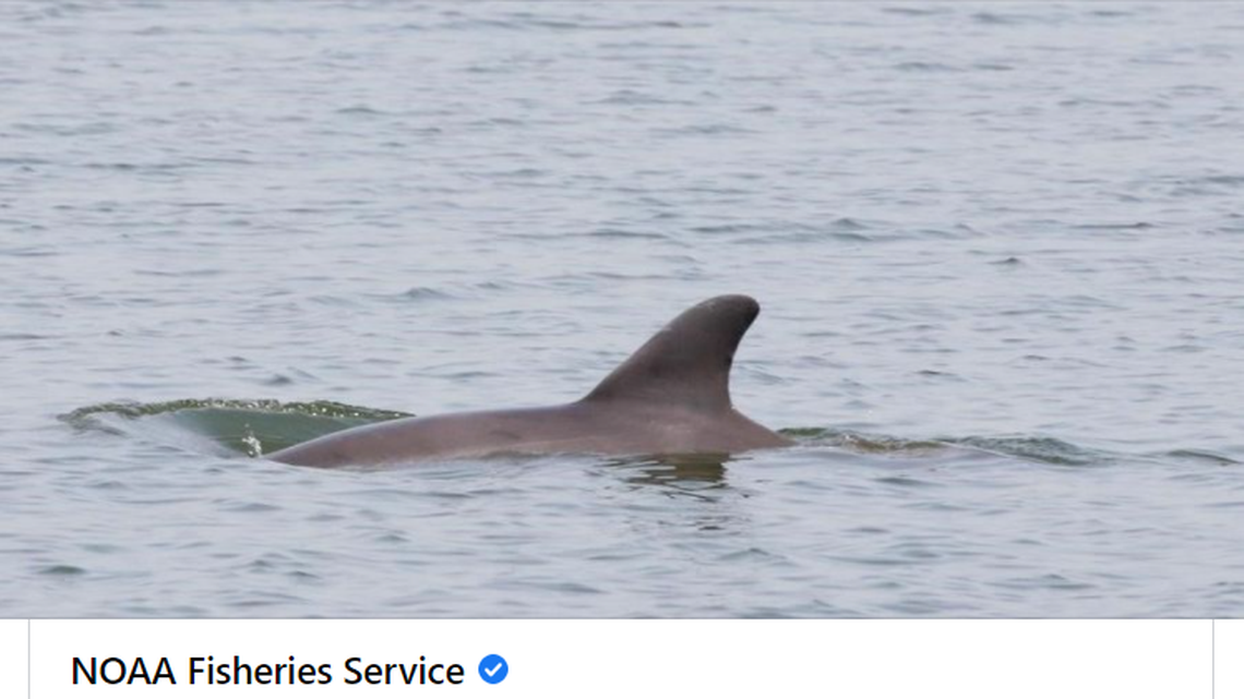 People keep feeding, swimming with, and even riding a friendly dolphin near Padre Island, Texas and experts are demanding people keep away from the animal.