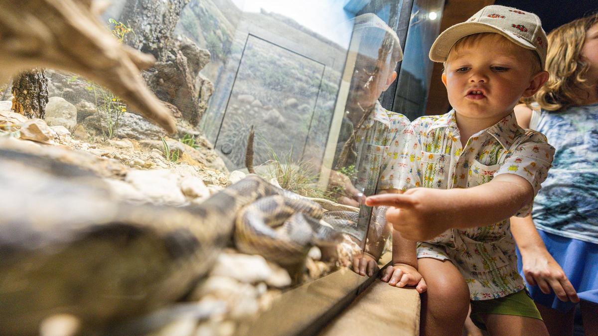 Danny Miles, 3, points at a Gray-Banded King Snake during a media event for the grand reopening of the reimagined Mountains & Desert exhibit in the Fort Worth Zoo on June 20, 2024.