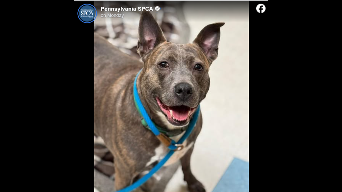 Shelter dog ‘lights up every room’ — but keeps being overlooked. She needs home