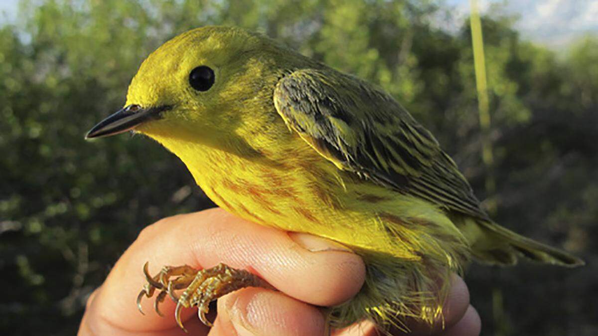 Do you want to see more yellow warblers in Fort Worth? Then maybe it’s time for a light pollution ordinance.