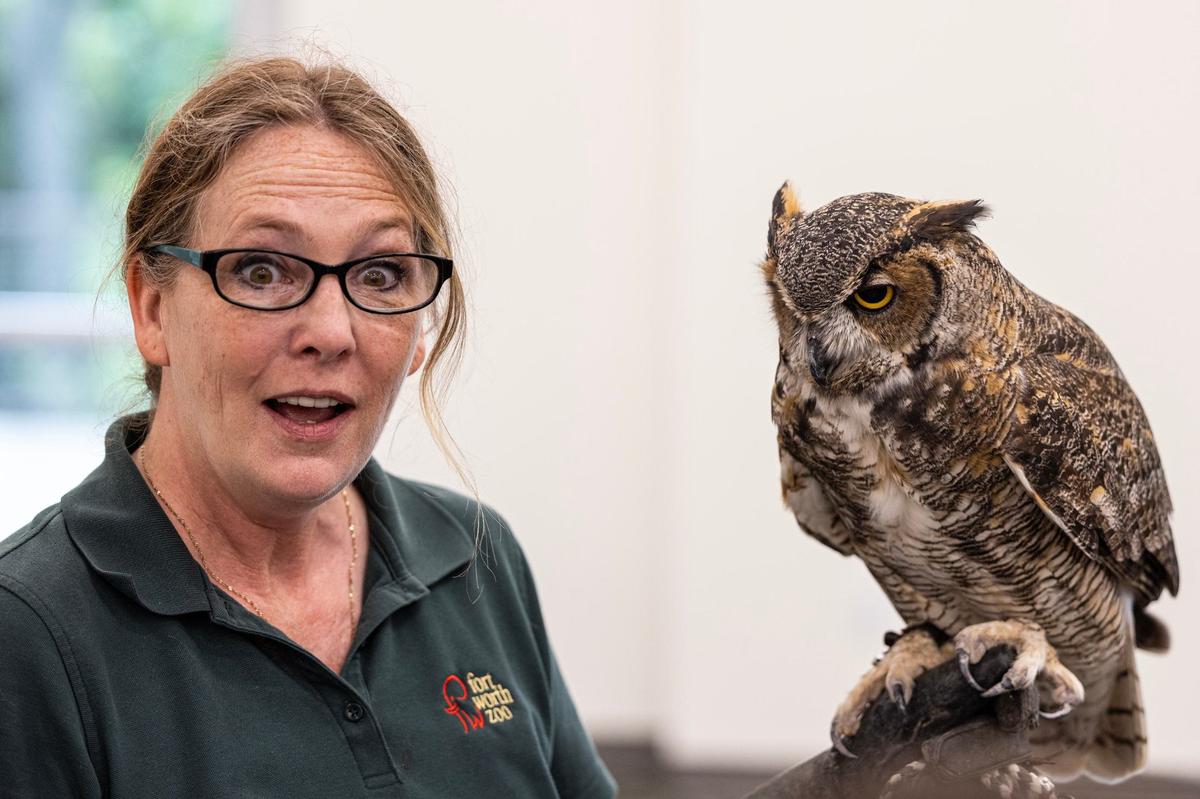 Kristen Garrett, the Animal Outreach Curator with the Fort Worth Zoo, holds Thornton, a great horned owl, during the grand opening of the new Exploration & Learning Center on Thursday, May 30, 2024. The center is additional education facility that will expand nature-based learning opportunities for the Fort Worth community.