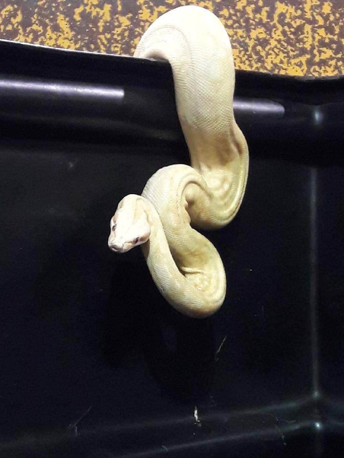 A python clings to the side of a bin used to sort donated clothing at a Goodwill center in Fort Worth.