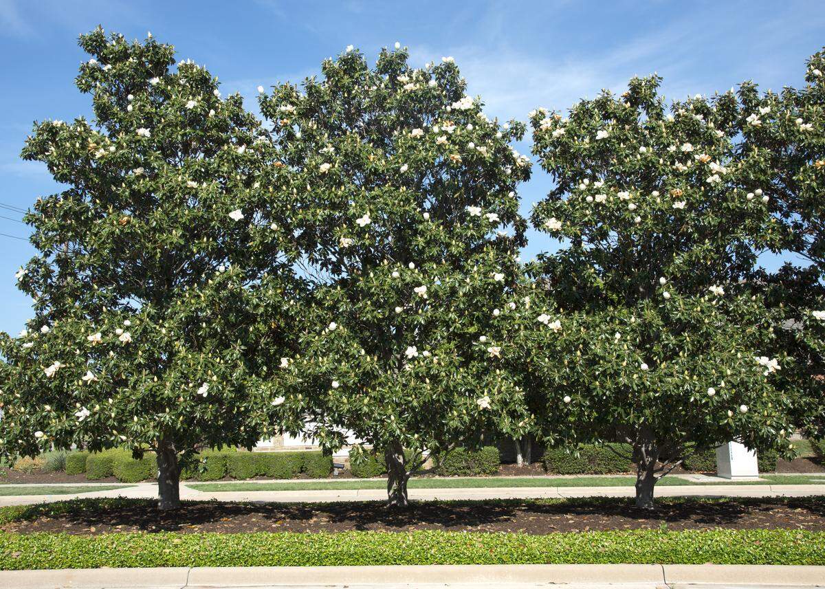 Little Gem southern magnolias fit smaller spaces and give privacy. They’re used here to separate sides of busy roadway.