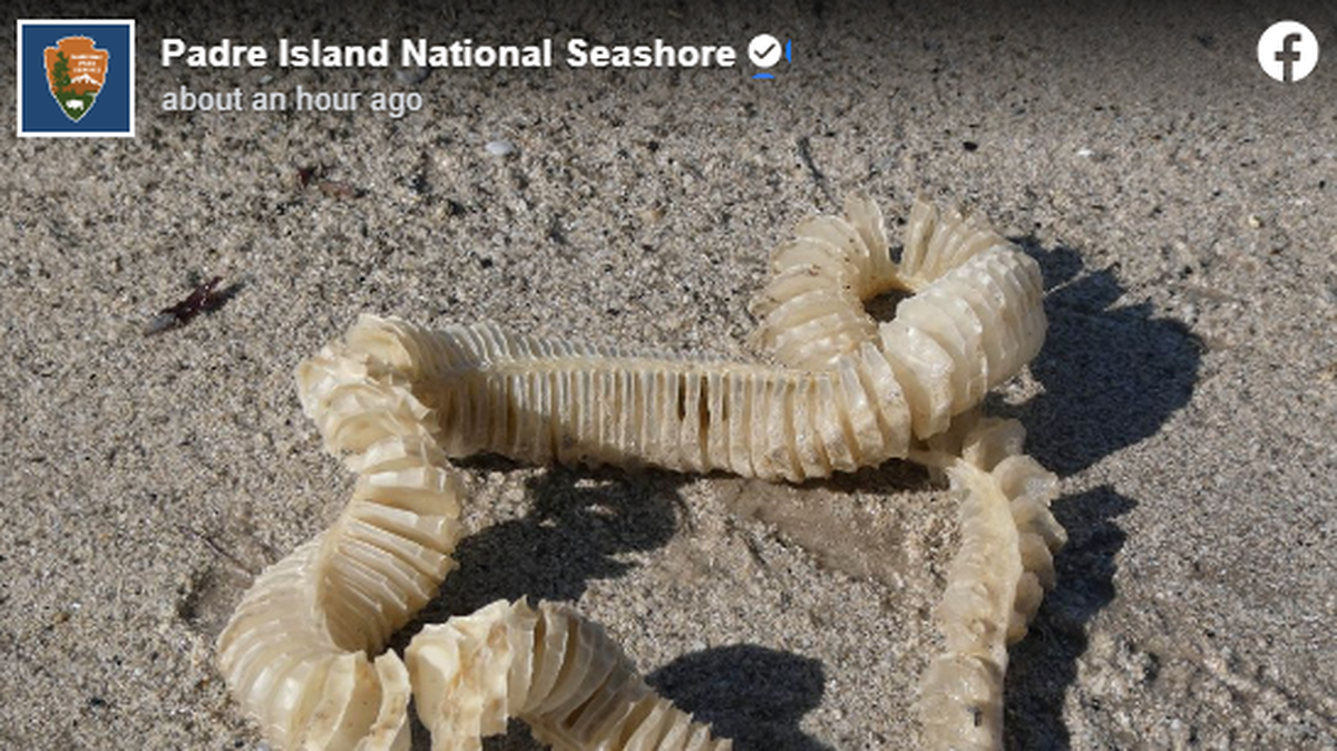 This lightning whelk egg case was found on a Texas beach.