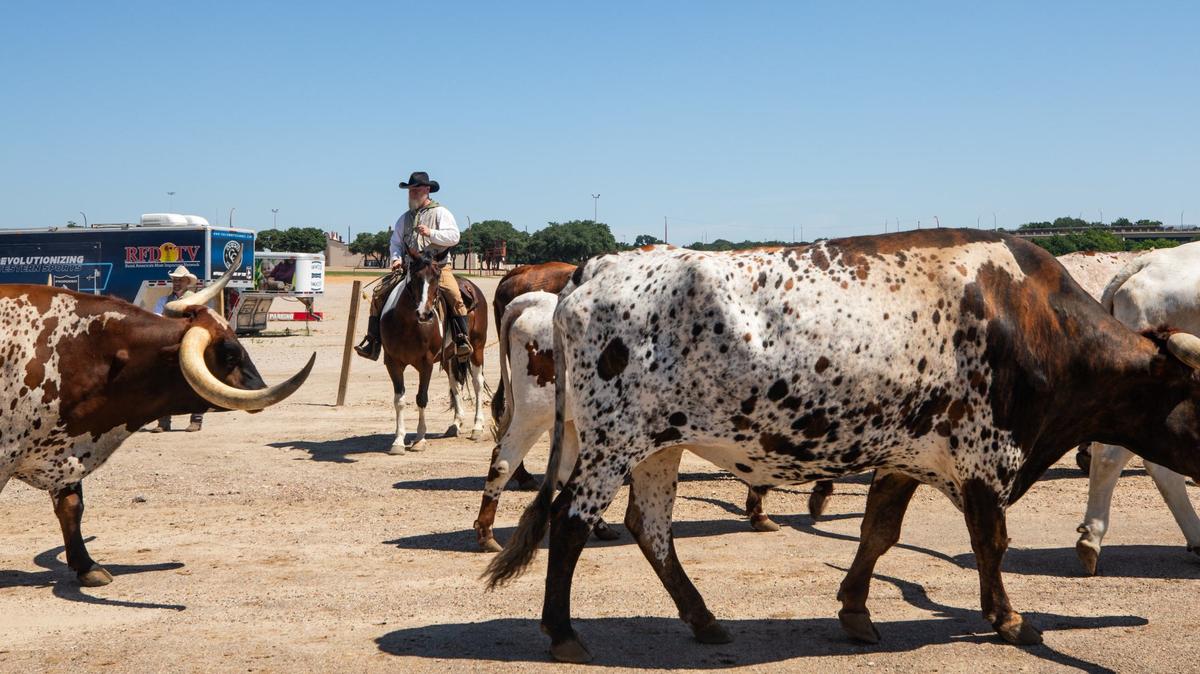 Cattle walk past a rancher on Friday, June 7, 2024, at the Fort Worth Stock Yards. Fort Worth Heritage will construct approximately $15 million in improvements to support the Cowtown Coliseum and the Fort Worth Herd, including a new barn structure, horse stalls and steer pens.