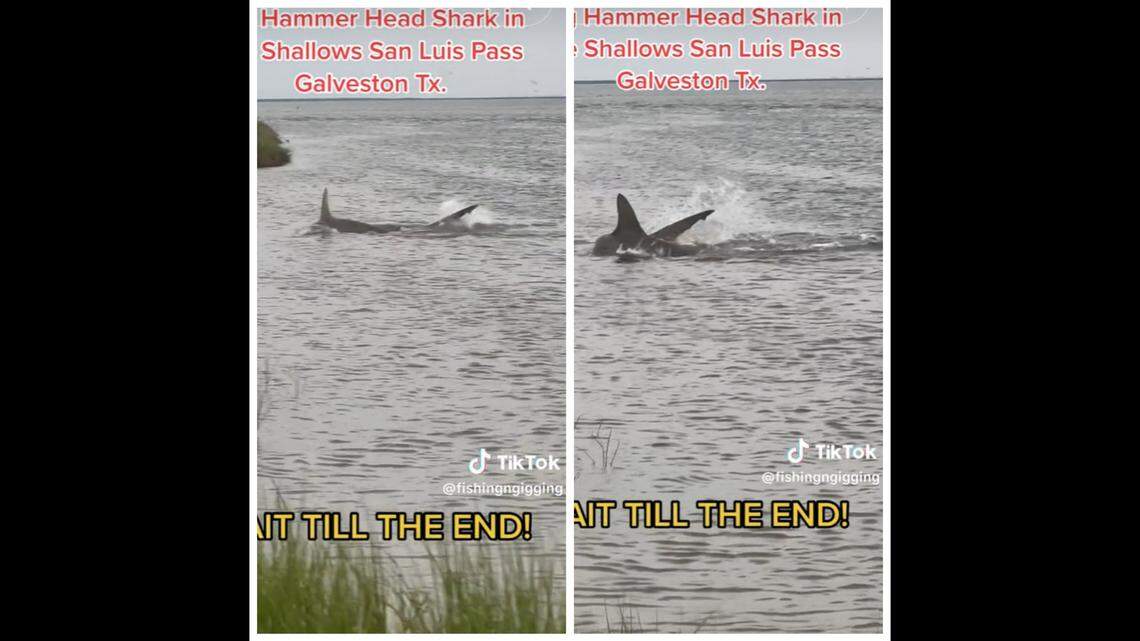 A Texas fisherman spotted a large hammerhead shark swimming very close to shore near Galveston, video shows.