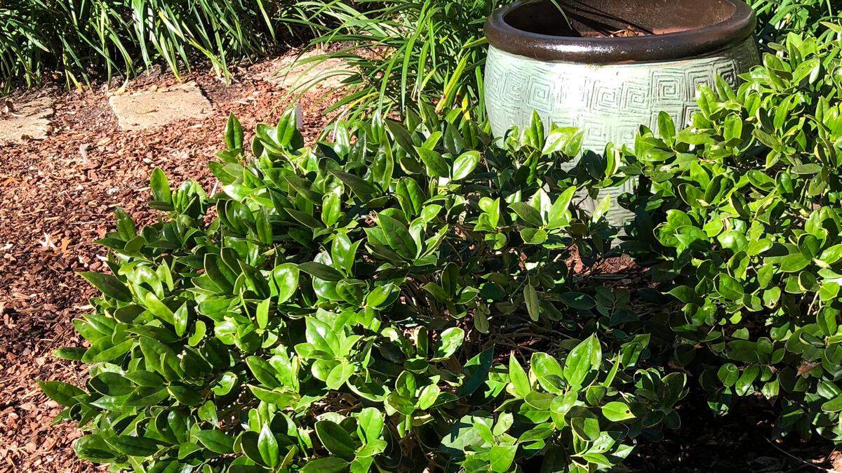 These new Carissa hollies are especially vulnerable to the extreme Texas heat and need special waterings by hand.