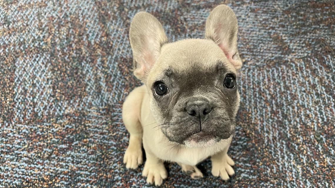 Fort Worth police found the French Bulldog named Dumbo after the puppy was stolen on Monday.