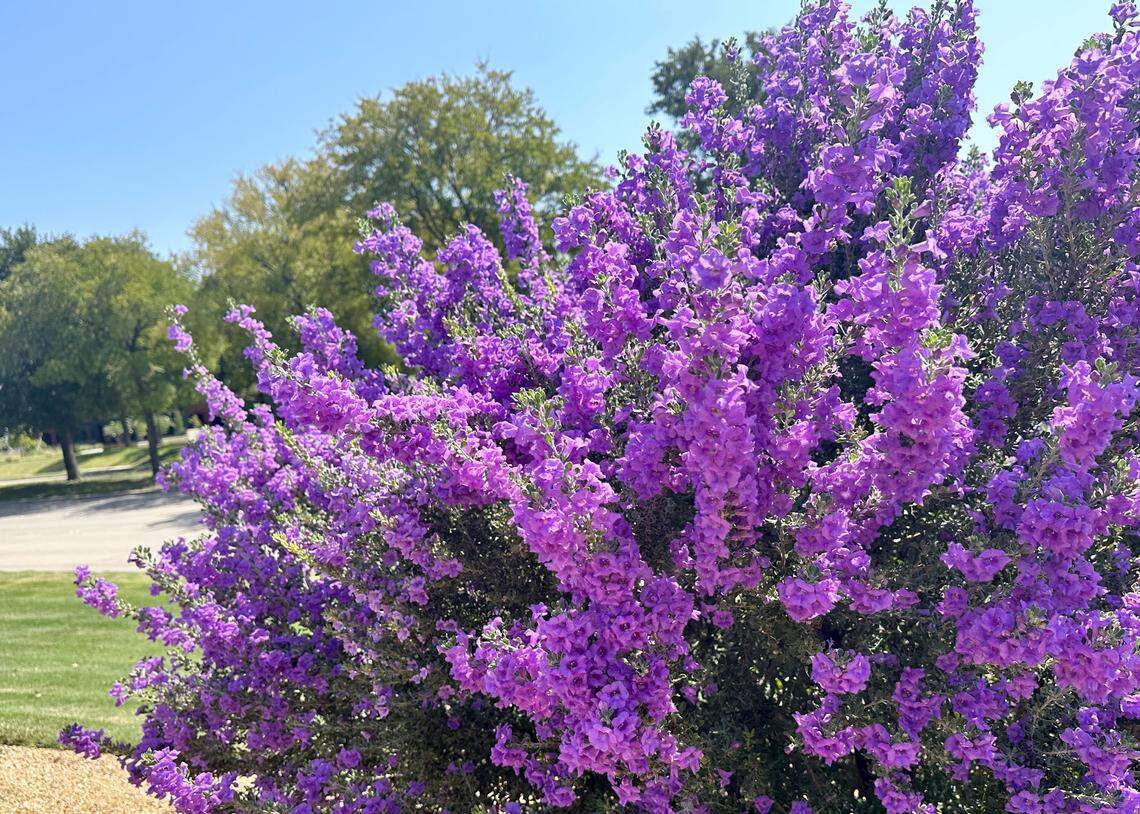 Green Cloud Texas Sage.