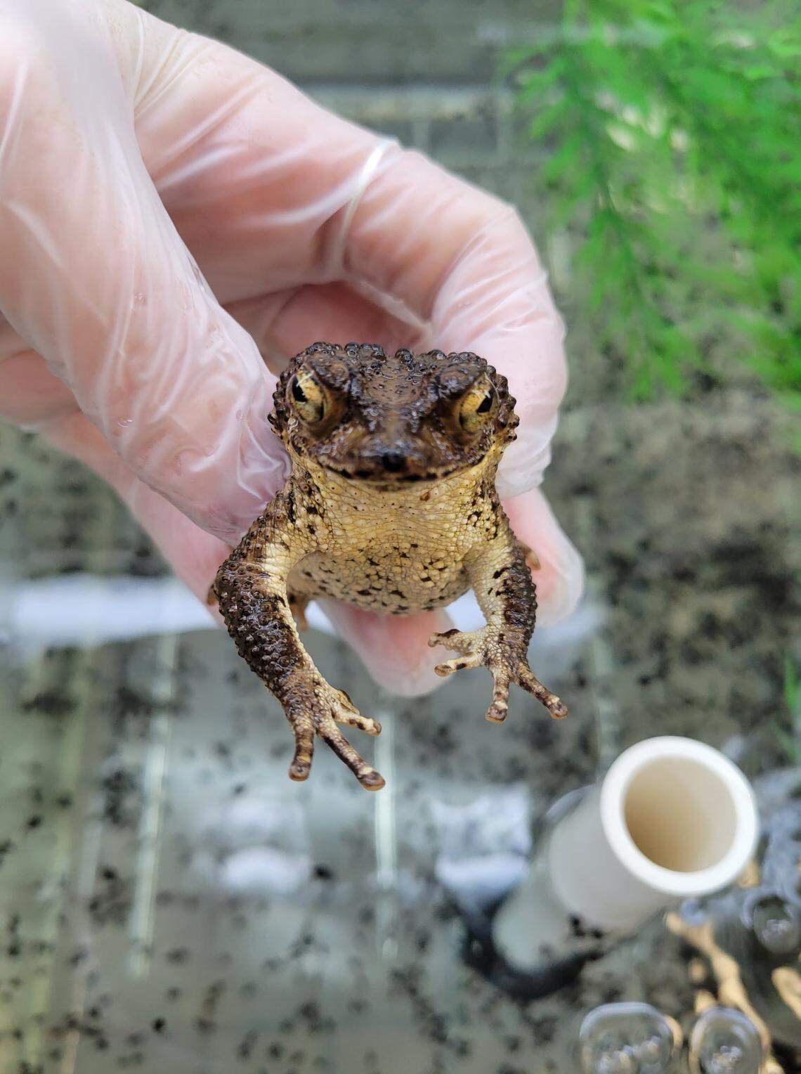 A Puerto Rican crested toad bred at the Fort Worth Zoo prepares to be sent to its native habitat in 2021. To date, the zoo has released over 100,000 tadpoles at six reintroduction sites in Puerto Rico