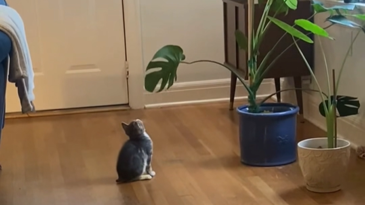 Lunchbox sizing up an enemy