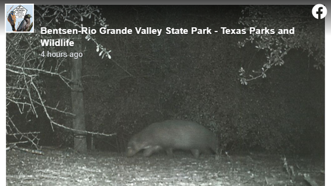 Capturan en cámara a extraño animal en Texas: las autoridades no saben qué es