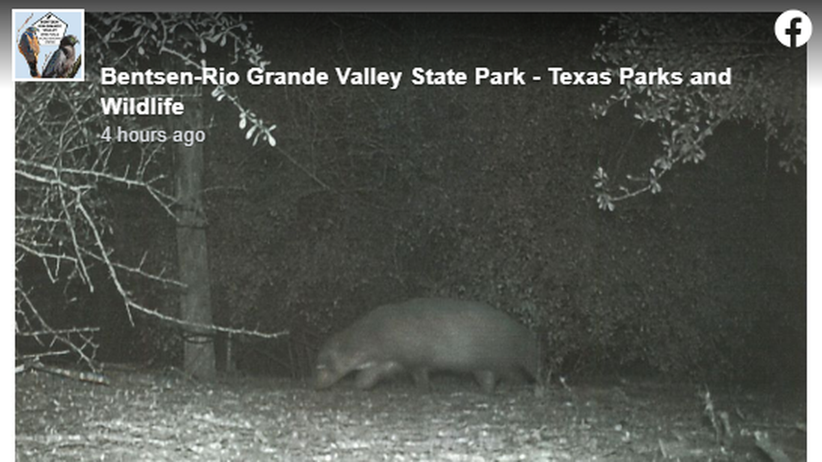 Wildlife experts in Texas have been unable to identify this animal. Do you know what it is?